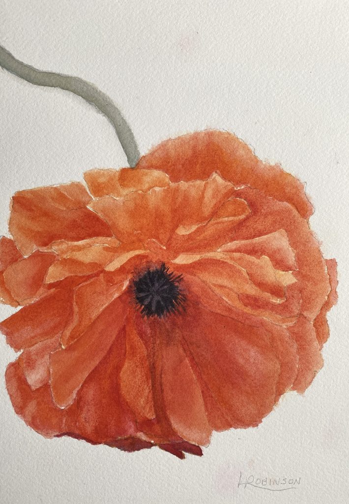 Watercolour painting by Lynn Robinson of Orange Poppy "For My Love"