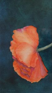 Watercolour painting by Lynn Robinson of orange poppy